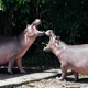Hippos are seen at the Hacienda Napoles theme park, once the private zoo of drug kingpin Pablo Escobar at his Napoles ranch, in Doradal, Antioquia department, Colombia on September 12, 2020. - Escobar bought four hippos from a zoo in California and flew them to his ranch in the early 1980s. Left to themselves on his Napoles Estate, they bred to become supposedly the biggest wild hippo herd outside Africa -- a local curiosity and a hazard.